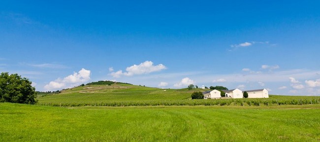 Sárga Borház Vendéglő (Tokaj-Mezőzombor) 8